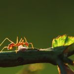 Hormigas, ¿cómo eliminarlas?