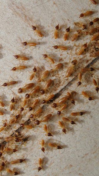 Eliminar-las-termitas-1280x720